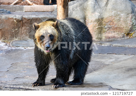 Japan's largest land mammal: a brown bear standing by the water 121719727