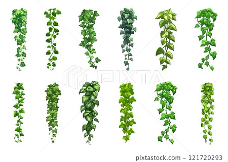 Vertical ivy liana set. green vines with leaves borders. Tree branch tropics hanging greenery. Hedera tree lianas. Nature botanical decorative design element. Cartoon style isolated vector clipart Vertical ivy liana set. green vines with leaves borders. Tree branch tropics hanging greenery. Hedera tree lianas. Nature botanical decorative design element. Cartoon style isolated vector clipart 121720293