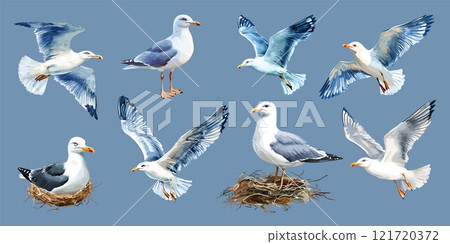 Seagull set. Flying with wings spread opened. On the nest wild marine white seabird gull. Flight nature symbol of freedom. Beauty in the wild life. Watercolor style isolated vector clipart collection 121720372