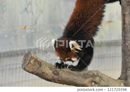 Lesser panda 121720396