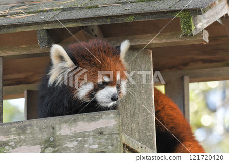 Lesser panda Lesser panda 121720420