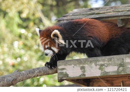 Lesser panda Lesser panda 121720421