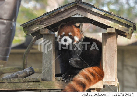 Lesser panda 121720434