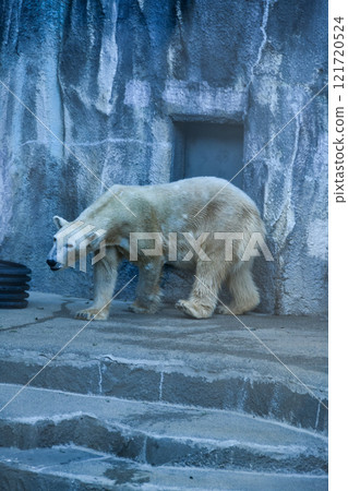 The cute polar bear, the largest carnivore on earth 121720524