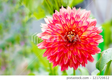 Flowers around the house - various seasons - large flowers swaying in the autumn breeze - beautiful pink dahlias Flowers around the house - various seasons - large flowers swaying in the autumn breeze - beautiful pink dahlias 121720612