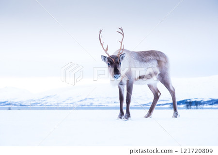 Reindeer in Scandinavia. Wild animals in nature. Domestic animals on the farm. 121720809