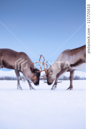 Reindeers in Scandinavia. Wild animals in nature. Domestic animals on the farm. 121720810