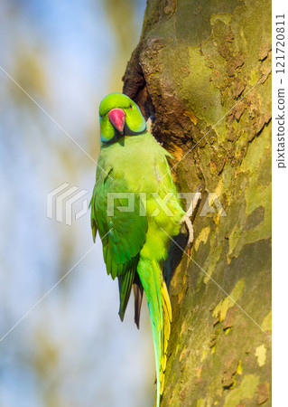 Rose-ringed parakeet. Bird on a branch. Blurred background. Animals in wild nature. 121720811