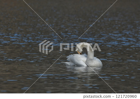 Swan 121720960