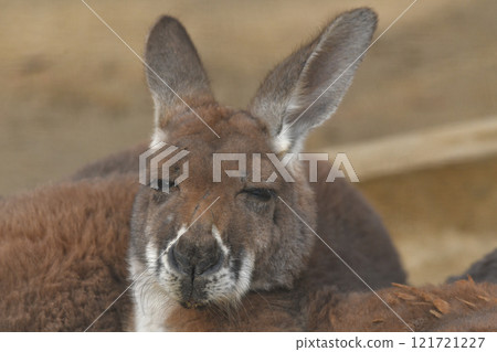 Red kangaroo 121721227