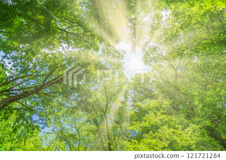 <Tottori Prefecture> Oku-Daisen Kitanizawa Stream, beech forest and rays of fresh green <Tottori Prefecture> Oku-Daisen Kitanizawa Stream, beech forest and rays of fresh green 121721284
