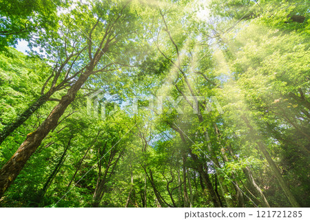 <鳥取縣>奧大山、北澤溪流、新鮮的綠色山毛櫸林和光線 <鳥取縣>奧大山、北澤溪流、新鮮的綠色山毛櫸林和光線 121721285
