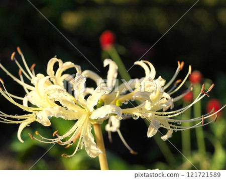 雨後有水滴的白蜘蛛百合 雨後有水滴的白蜘蛛百合 121721589