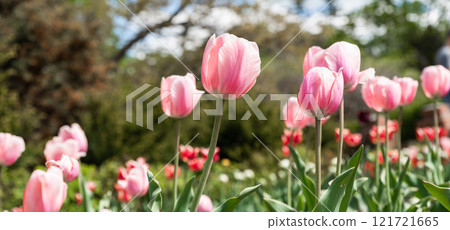 Pink tulips of the Triumph variety blooming in a flowerbed during spring. The vibrant flowers create a postcard-like scene with a blurred background and copy space Pink tulips of the Triumph variety blooming in a flowerbed during spring. The vibrant flowers create a postcard-like scene with a blurred background and copy space 121721665