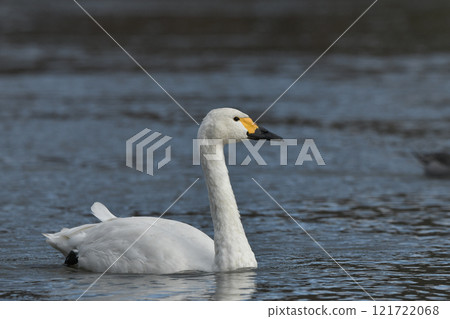 Swan 121722068