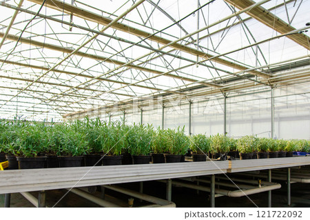 Picture of a modern glasshouse and many plants in a row Picture of a modern glasshouse and many plants in a row 121722092