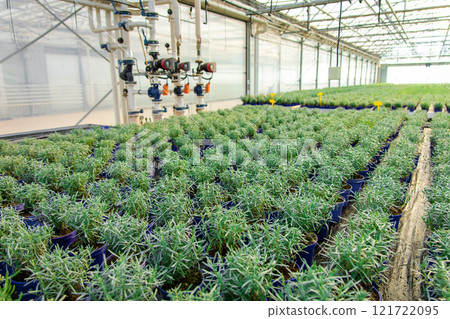 Picture of a modern glasshouse and many plants in a row 121722095