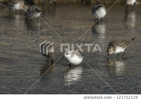 桑德林 桑德林 121722129