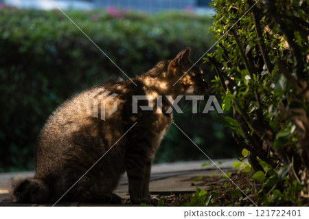A brown tabby stray cat with fur that looks like a tortoiseshell cat in the sunlight filtering through the trees. A brown tabby stray cat with fur that looks like a tortoiseshell cat in the sunlight filtering through the trees. 121722401