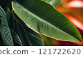 Tropical Leaves on a Bright Background 121722620