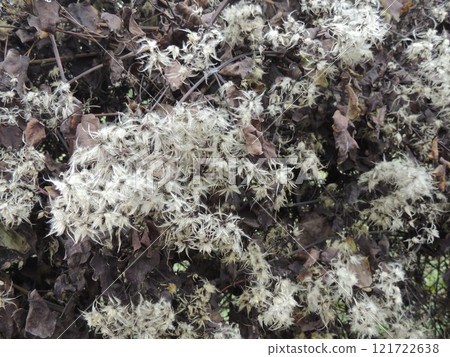 fragment of shrub with dark dry foliage and fluffy seeds in autumn time, gloomy textured natural background of dead plant with shaggy flowers 121722638