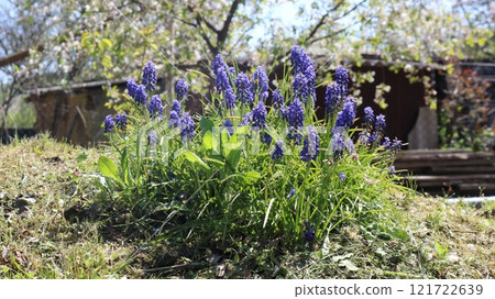 the first spring ornamental plants with blue inflorescences of small flowers and oblong green leaves, garden flowers of a bright blue hue, blooming immediately after the snow melts 121722639