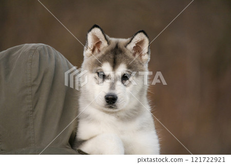 A girl holds a Malamute Husky Pomsky puppy in her arms. Photo on an autumn background A girl holds a Malamute Husky Pomsky puppy in her arms. Photo on an autumn background 121722921