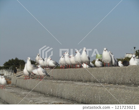 一隻黑頭鷗在海灘上衝浪 121723021