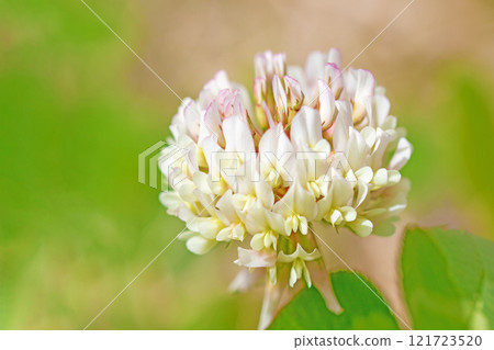 房子周圍的花，四個季節的各種花，淺紫色的小花，白三葉草 121723520