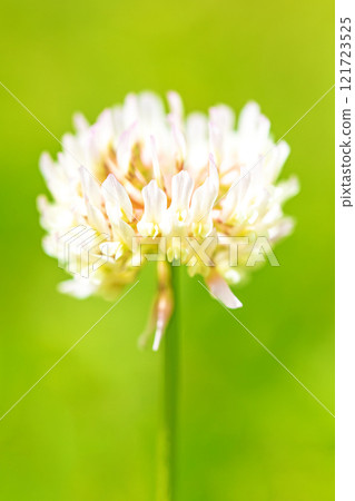 房子周圍的花，四個季節的各種花，淺紫色的小花，白三葉草 121723525