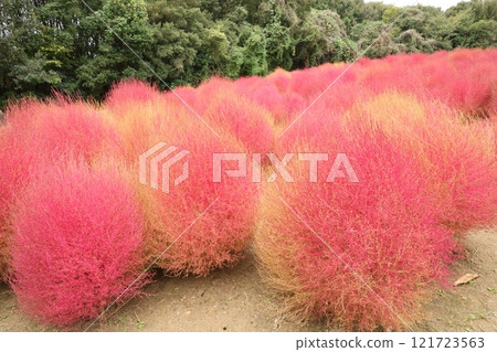 Autumn leaves Kokia Autumn leaves Kokia 121723563