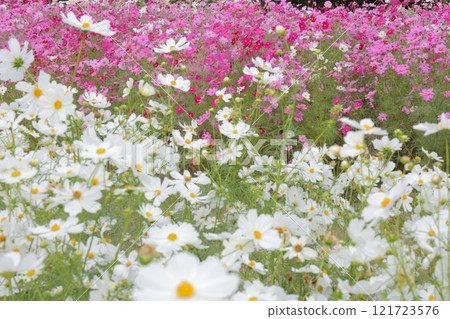 White cosmos White cosmos 121723576