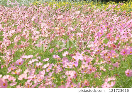 Cosmos field spreading all over Cosmos field spreading all over 121723616