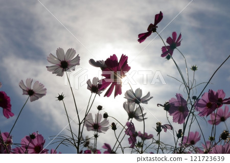 開花往天空的波斯菊 121723639