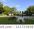 A group of horses are grazing in a field with a blue sky in the background 121723838