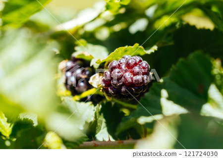 Boysenberries in Stanley Australia Boysenberries in Stanley Australia 121724030