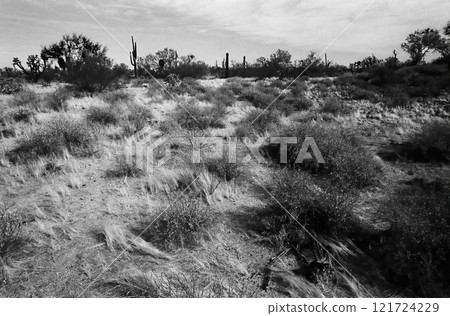Film Image Sonora Desert Arizona Monochrome 121724229