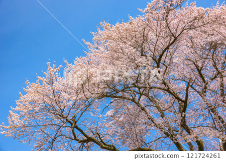 Cherry blossoms in full bloom: Cherry blossoms at Hachigata Castle (Ujikuni Sakura), Yorii Town, Osato District, Saitama Prefecture 121724261