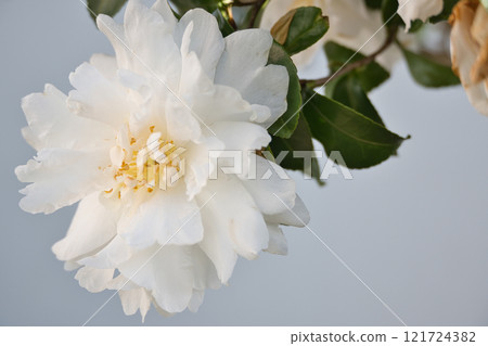 White sasanqua flower White sasanqua flower 121724382