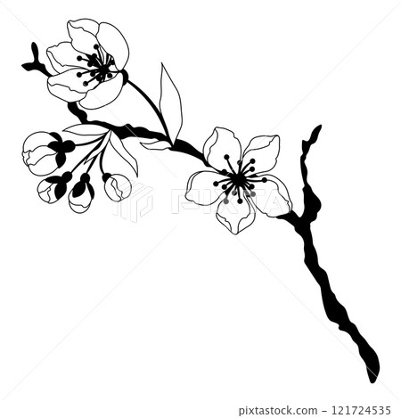 Illustration of branch with flower. Apple, sakura or cherry blossom. 121724535