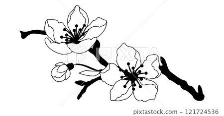 Illustration of branch with flower. Apple, sakura or cherry blossom. 121724536