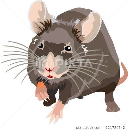 Mouse Rat Mammal Animal 121724542