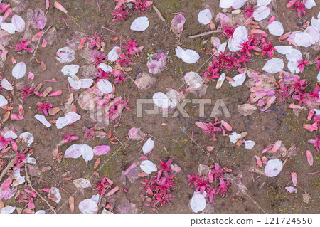 [Japan] Cherry blossom petals scattered on the grounds of Hokekyoji Temple in Ichikawa City, Chiba Prefecture 121724550