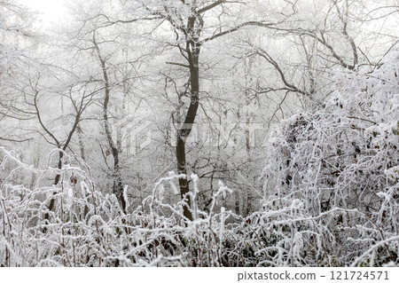 Winter landscape background. Frost on tree branches in winter forest, icy mist. Winter fog in Central Europe. 121724571