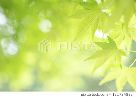 清新翠綠的楓葉 121724882