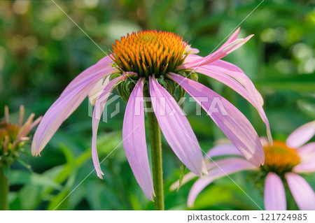 Echinacea is growing in garden. Plant of Aster family. Echinacea grows in meadow or open areas. Cottage garden. Echinacea is growing in garden. Plant of Aster family. Echinacea grows in meadow or open areas. Cottage garden. 121724985