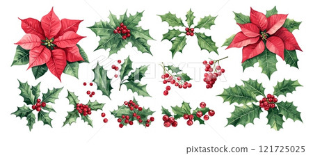 Poinsettia flowers watercolor vector set. Red berries festive leaves, green petals bright bush holly plant, isolated on white background 121725025
