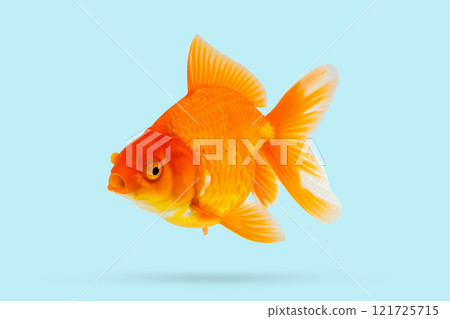 Oranda goldfish isolated on blue background Oranda goldfish isolated on blue background 121725715