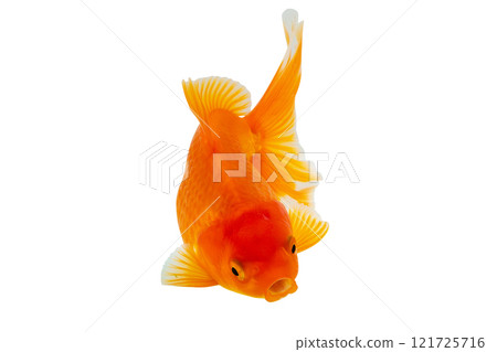 Oranda goldfish isolated on white background close up 121725716