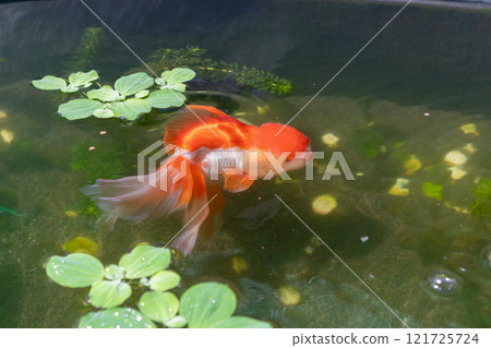 Goldfish in aquarium fish pond close up Goldfish in aquarium fish pond close up 121725724